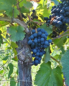 Bunch of grapes from the Malbec grape variety