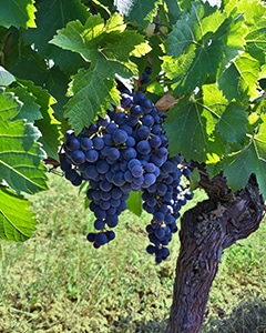 Bunch of grapes from the Merlot grape variety