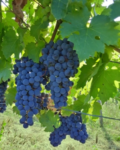 Bunch of grapes from the Cabernet-Sauvignon grape variety