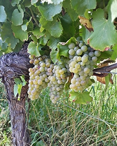 Bunch of grapes from the Semillon grape variety