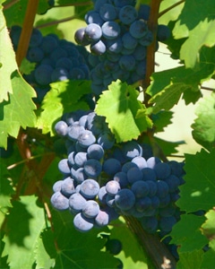 Bunch of grapes from the Cabernet-Franc grape variety
