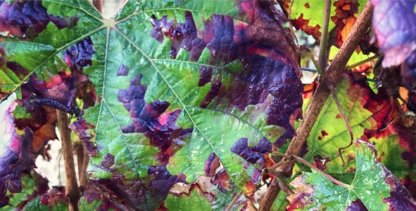 Feuilles de vigne à l'automne