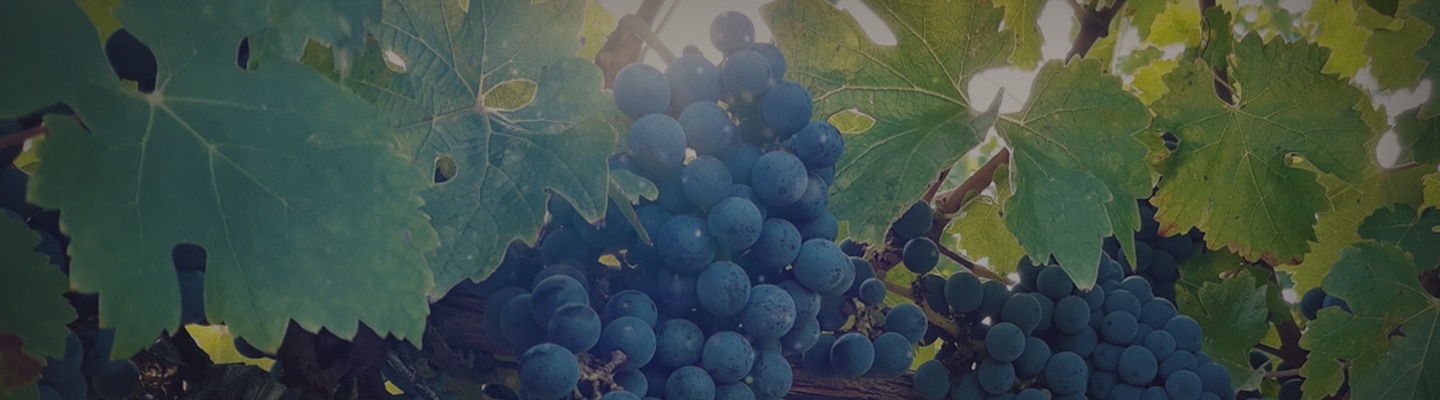 Découvrez nos vins. Gros plan sur les vignes dans les parcelles du vignoble.
